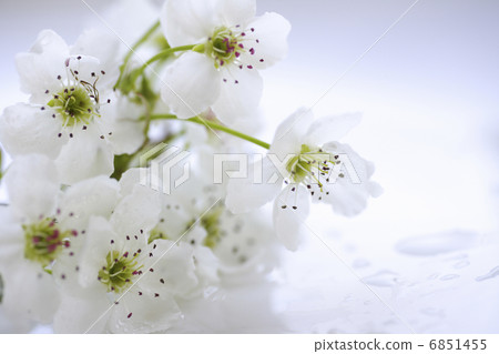 白梨花 6851455