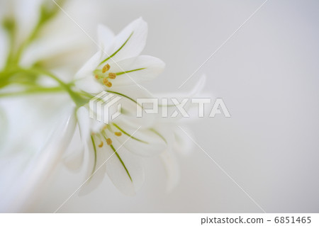 Spring Flower Allem Spring Flower Allem 6851465