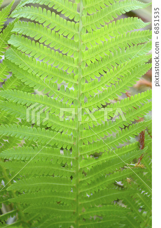 特寫蕨葉 6851535