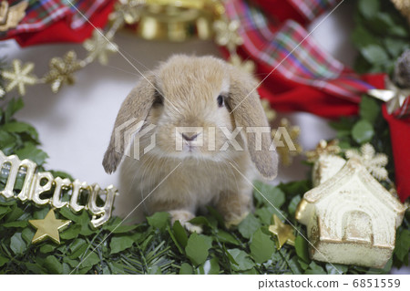 兔子的聖誕節 6851559