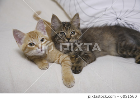 與沙發的兩隻鬆弛小貓 與沙發的兩隻鬆弛小貓 6851560