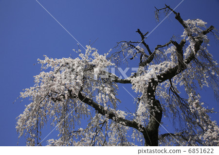 老櫻桃樹 6851622