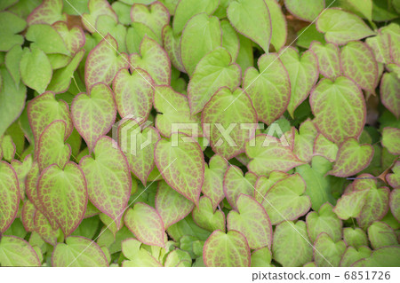 Ikarisou在地面覆蓋 6851726