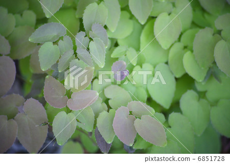 Ikarisou在地面覆蓋 6851728