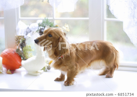 White window side miniature dachs 6851734