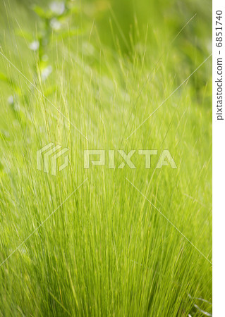 羽毛玻璃的天然花園 6851740