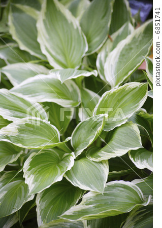 養樹蔭庭院 6851741