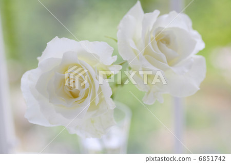 窗邊的白玫瑰 窗邊的白玫瑰 6851742