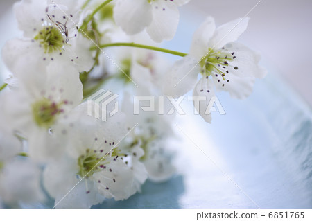 白梨花 6851765