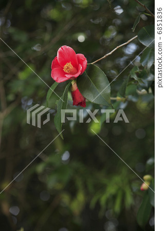 Yabu山茶花 6851836