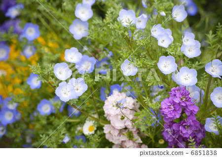 春天花Nemohira 6851838