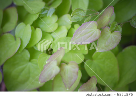 Ikarisou in the ground cover Ikarisou in the ground cover 6851876