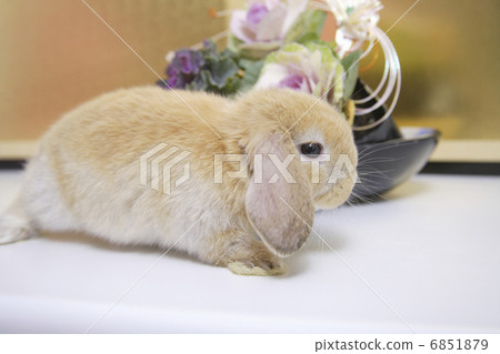 葉牡丹和兔子 6851879