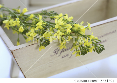 西蘭花黃色的花朵和鄉村商品 6851894