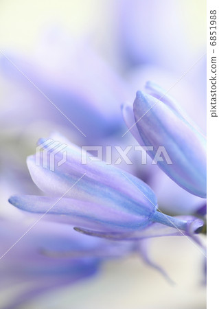 Schiller Campagnola 6851988