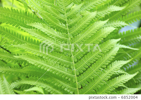 特寫蕨葉 6852004