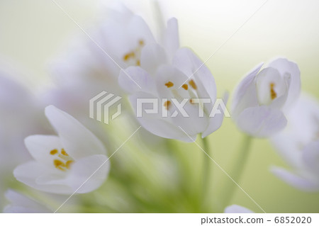 小白花胡同花束 小白花胡同花束 6852020