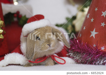 兔子的聖誕節 6852024