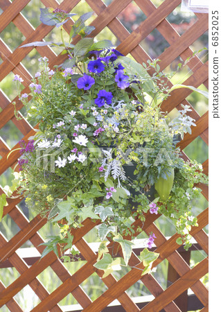 Hanging of Spring Flower Planting Hanging of Spring Flower Planting 6852025