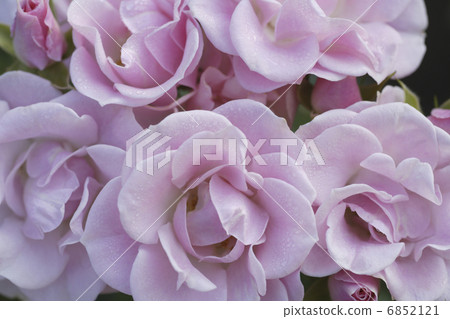 Pink rose flower Pink rose flower 6852121
