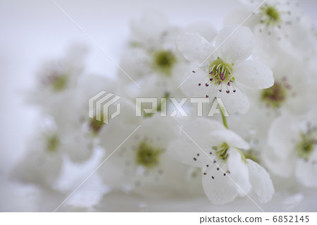 白梨花 6852145