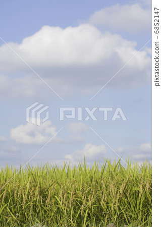 秋天的天空和米飯 6852147