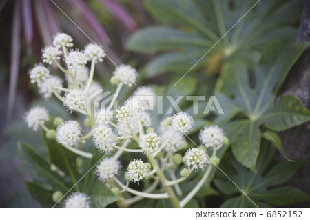 還有白花 6852152