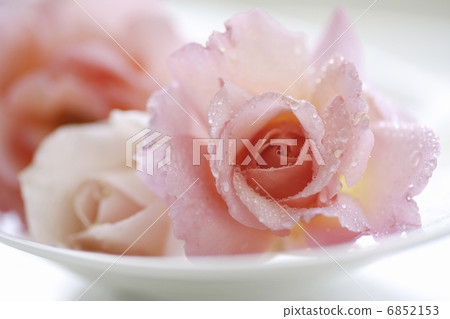 由玻璃容器上色的美麗的玫瑰 6852153