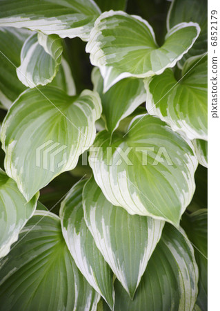 養樹蔭庭院 6852179