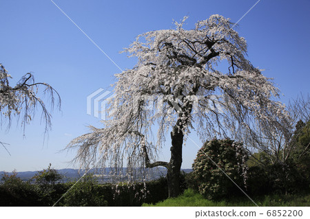 Weeping cherry tree 6852200