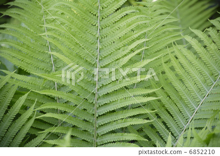 影園的Kusasotsetsu 6852210