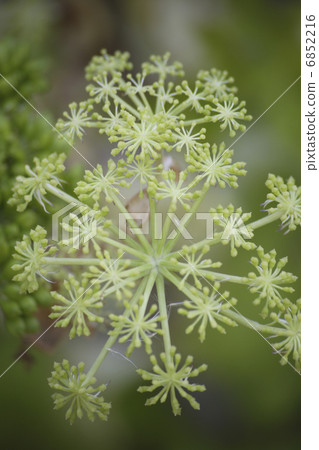 花花的芽 6852216