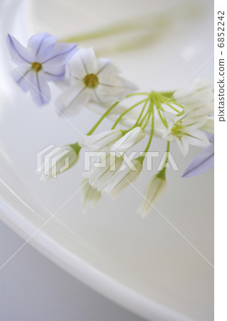 Hananilla和Allem的形象 6852242