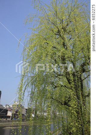 垂柳 6852275