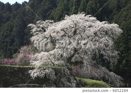 又兵衛櫻 6852284