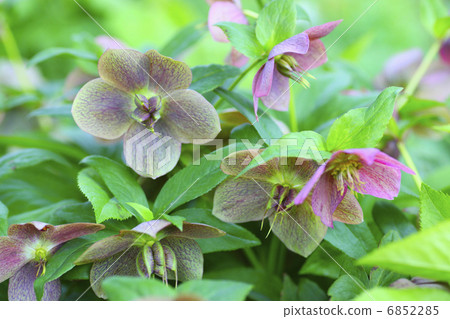 自然庭院聖誕節玫瑰色花 6852285