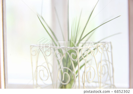 Air plants 6852302