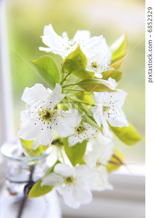 透明白色花瓣的梨花 6852329