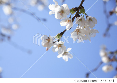 Cherry Blossoms Cherry Blossoms 6852381