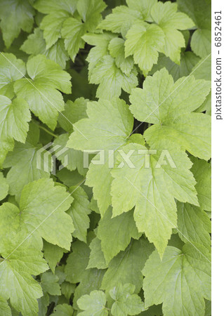 新鮮的綠葉茂盛葉子 6852461