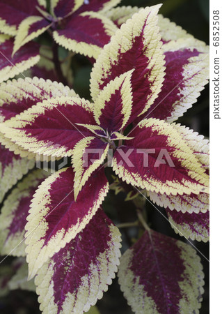 輝煌的科里烏斯 6852508