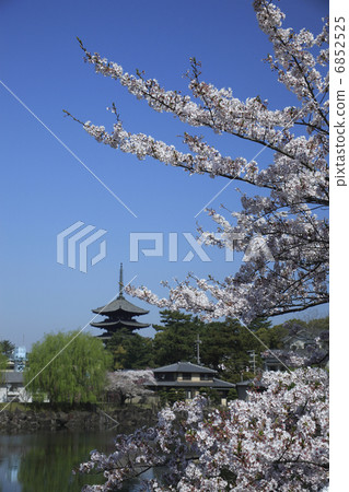 櫻花Kohfukuji 櫻花Kohfukuji 6852525