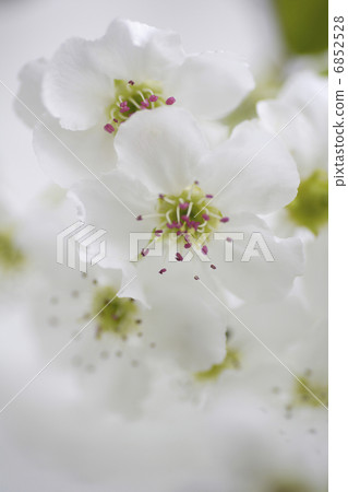 白梨花 6852528