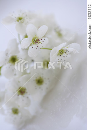 白梨花 6852532
