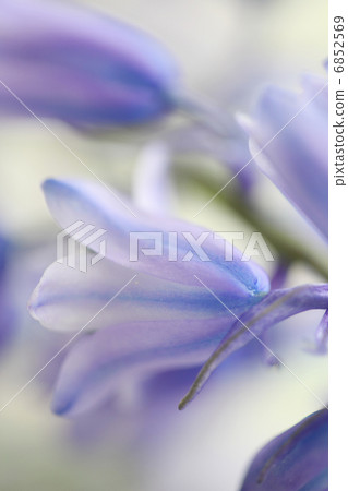 Schiller Campagnola Schiller Campagnola 6852569