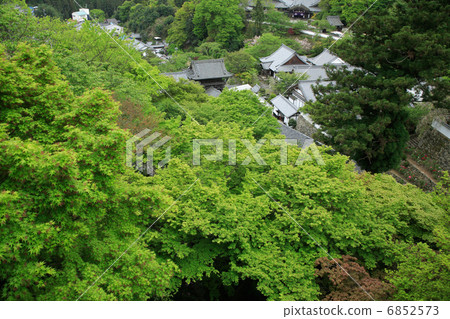 Hasegaji的新鮮綠色 Hasegaji的新鮮綠色 6852573