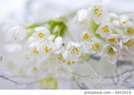 小白花胡同花束 6852619