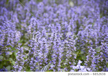Shade Garden的Ajuga 6852638