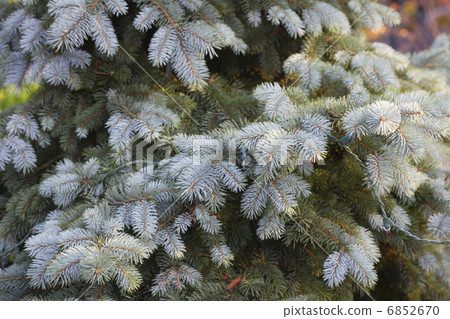 Fir tree 6852670