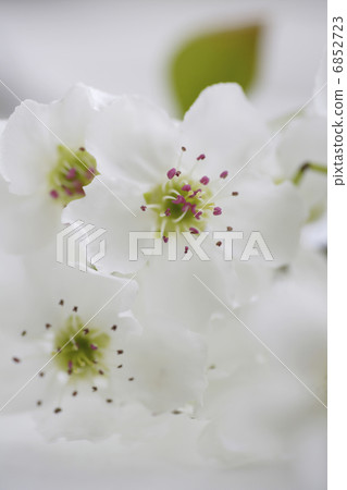 白梨花 白梨花 6852723